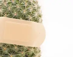 Cactus treated with a bandaid