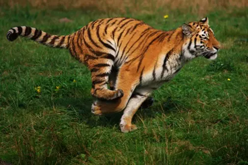 Running Siberian Tiger