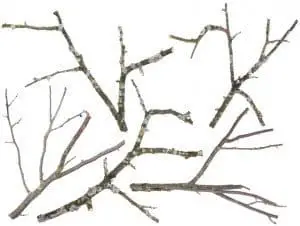 Old apple and cherries tree branches isolated